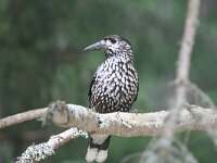 Nucifraga caryocatactes 3, Notenkraker,  Saxifraga-Jan C. van der Straaten