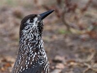 Nucifraga caryocatactes 33, Notenkraker, Saxifraga-Hans Dekker