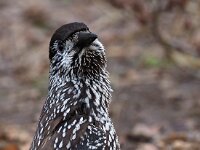 Nucifraga caryocatactes 34, Notenkraker, Saxifraga-Hans Dekker