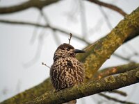 Nucifraga caryocatactes 35, Notenkraker, Saxifraga-Hans Dekker