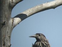 Nucifraga caryocatactes 5, Notenkraker, Saxifraga-Rob Felix : Animalia, Aves, Chordata, animal, bird, dier, dieren, gewervelde dieren, vertebraat, vertebrate, vogel, vogels