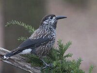 Nucifraga caryocatactes 8, Notenkraker, Saxifraga-Mark Zekhuis