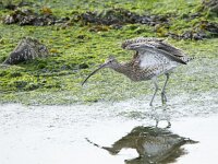 Numenius arquata 102, Wulp, adult, Saxifraga-Theo Verstrael