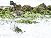 Numenius arquata 104, Wulp, adult, Saxifraga-Theo Verstrael