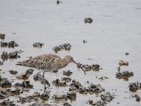 Numenius arquata 106, Wulp, adult, Saxifraga-Theo Verstrael
