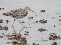 Numenius arquata 107, Wulp, adult, Saxifraga-Theo Verstrael