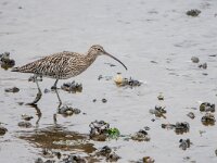 Numenius arquata 108, Wulp, adult, Saxifraga-Theo Verstrael