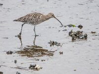 Numenius arquata 109, Wulp, adult, Saxifraga-Theo Verstrael
