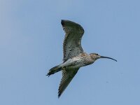 Numenius arquata 112, Wulp, adult, Saxifraga-Theo Verstrael