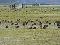 Numenius arquata 116, Wulp, adult, Saxifraga-Theo Verstrael