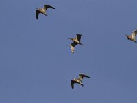 Numenius arquata 25, Wulp, Saxifraga-Harry van Oosterhout