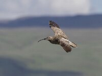 Numenius arquata 26, Wulp, Saxifraga-Peter Stein