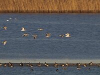 Numenius arquata 27, Wulp, Saxifraga-Mark Zekhuis