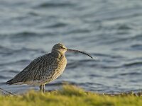 Numenius arquata 31, Wulp, Saxifraga-Rik Kruit