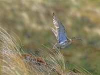 Numenius arquata 4, Wulp, Saxifraga-Piet Munsterman