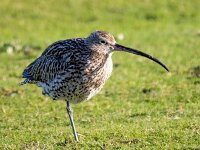 Numenius arquata 84, Wulp, Saxifraga-Bart Vastenhouw