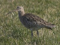 Numenius arquata 9, Wulp, Saxifraga-Mark Zekhuis