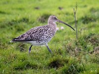 Numenius arquata 91, Wulp, Saxifraga-Bart Vastenhouw