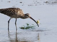 Numenius arquata 92, Wulp, Saxifraga-Bart Vastenhouw