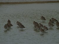 Numenius arquata 95, Wulp, Saxifraga-Jan Nijendijk