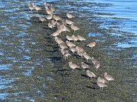 Numenius arquata 97, Wulp, Saxifraga-Tom Heijnen