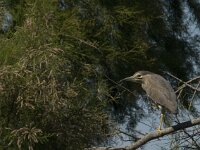 Nycticorax nycticorax 12, Kwak, Saxifraga-Jan van der Straaten