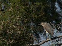 Nycticorax nycticorax 13, Kwak, Saxifraga-Jan van der Straaten