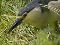 Nycticorax nycticorax 17, Kwak, Saxifraga-Jan van der Straaten