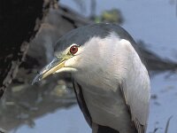 Nycticorax nycticorax 2, Kwak, Saxifraga-Janus Verkerk