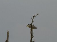 Nycticorax nycticorax 34, Kwak, Saxifraga-Jan Nijendijk