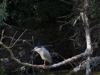 Nycticorax nycticorax 36, Kwak, Saxifraga-Jan Nijendijk