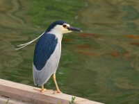 Nycticorax nycticorax 50, Kwak, adult, Saxifraga-Theo Verstrael