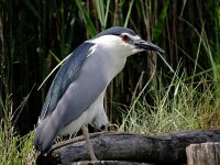 Nycticorax nycticorax 8, Kwak, Saxifraga-Iztok Skornik