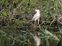 Nycticorax nycticorax 27, Kwak, Saxifraga-Bart Vastenhouw