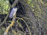 Nycticorax nycticorax 42, Kwak, Saxifraga-Tom Heijnen