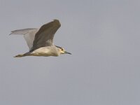 Nycticorax nycticorax 7, Kwak, Saxifraga-Mark Zekhuis