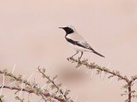 Oenanthe deserti 14, Woestijntapuit, Saxifraga-Bart Vastenhouw