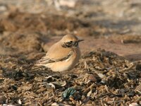 Oenanthe deserti 3, Woestijntapuit, Saxifraga-Luc Hoogenstein