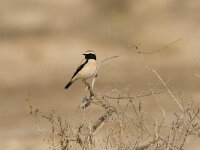 Oenanthe deserti 4, Woestijntapuit, Saxifraga-Mark Zekhuis