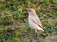 Oenanthe isabellina 17, Izabeltapuit, Saxifraga-Bart Vastenhouw