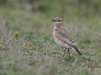 Oenanthe isabellina 6, Izabeltapuit, Saxifraga-Rik Kruit