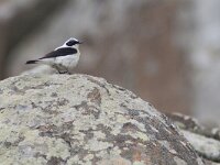 Oenanthe melanoleuca 2, Oostelijke blonde tapuit, Saxifraga-Mark Zekhuis