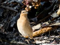Oenanthe oenanthe 101, Tapuit, Saxifraga-Bart Vastenhouw