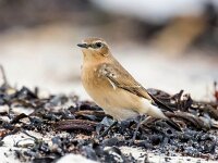 Oenanthe oenanthe 105, Tapuit, Saxifraga-Bart Vastenhouw