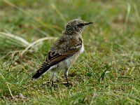 Oenanthe oenanthe 11, Tapuit, juvenile, Saxifraga-Piet Munsterman