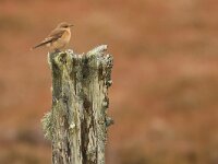 Oenanthe oenanthe 119, Tapuit, Saxifraga-Mark Zekhuis