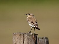 Oenanthe oenanthe 12, Tapuit, juvenile, Saxifraga-Piet Munsterman