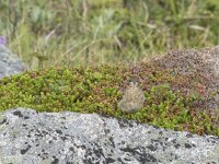Oenanthe oenanthe 124, Tapuit, Saxifraga-Willem van Kruijsbergen
