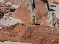 Oenanthe oenanthe 132, Tapuit, adult, female, Saxifraga-Theo Verstrael