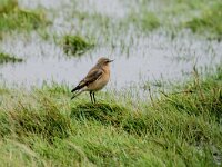 Oenanthe oenanthe 135, Tapuit, adult, female, Saxifraga-Theo Verstrael